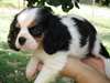 bébé chiot cavalier king charles