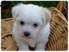 bébé chiot  coton de tulear