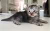chaton Maine Coon âgé de 3 mois - Annonce classée # 423112