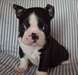 adorable  chiot boston terrier