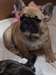 adorable chiot bouledogue francais