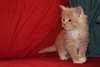 chaton Maine Coon âgé de 3 mois - Annonce classée # 426550