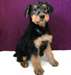 Chiots Airedale Terrier - photo 1