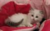magnifiques chaton ragdoll &#226;g&#233;s de 3 mois - photo 1