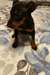 Chiots Manchester Terrier - photo 1