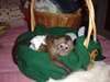 Charme bébés singe Capuchin - Annonce classée # 449361