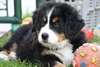 Belle pair de Chiots Bouvier en adoption