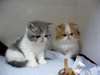 !Beau chaton Sib&#233;riens pour adoption! - photo 1