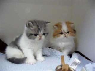 !Beau chaton Sib&#233;riens pour adoption!