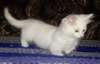 Chaton Munchin a donner en adoption