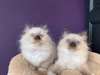 Adorable portees des chatons sacre de birmanie