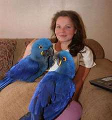 De beaux perroquets Hyacinth Macaw qui parlent pou