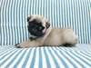 Chiots Carlin pour adoption 1 femelle et 1 male