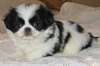 Chiots Chin Japanese Female and Male