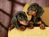 Daschund Puppies