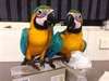 Les perroquets aras sont c&#233;l&#232;bres pour leur incroy - photo 1