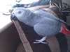 Perroquet gris d'Afrique de qualit&#233; sup&#233;rieure - photo 1