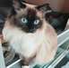 Chatons Ragdoll à vendre