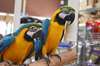 Les perroquets aras sont c&#233;l&#232;bres pour leur - photo 1