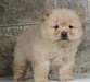 Chow chow chiots - photo 1