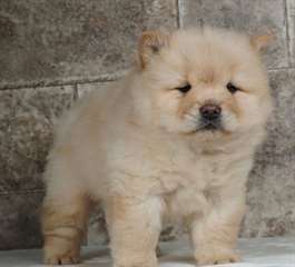 Chow chow chiots
