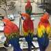 Adorables perroquets ara rouge - photo 1