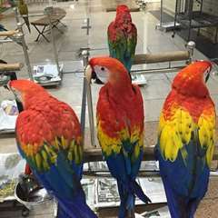 Adorables perroquets ara rouge