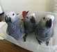 Perroquet gris d'Afrique - Annonce classée # 495858