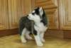 Chiots Siberien Husky