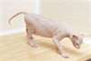 02 magnifiques chatons sphynx