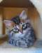 Chatons sibériens à vendre