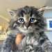 Chatons sibériens à vendre
