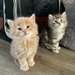 Chatons sibériens à vendre