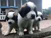 chiots saint bernard a vendre