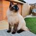 Magnifiques chatons Ragdoll