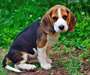 Chiot mâle Beagle