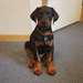 Magnifique Chiot Male dobermann