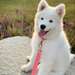 Chiot samoyede mâle