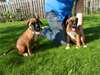 Chiots boxer mâle et femelle A DONNER