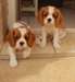 Superbes Chiots cavalier king charles