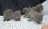 chatons chartreux a donner - photo 1
