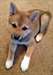 Adorable femelle shiba inu A DONNER