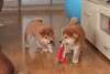 Adorables chiots shiba inu
