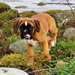 Magnifique Femelle Boxer A DONNER
