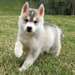 Chiots husky siberien