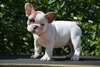 Chiots bouledogue francais male et femelle