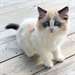 Adorable chaton femelle ragdoll