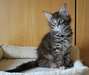 Chatons maine coon male et femelle