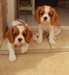 Superbes Chiots cavalier king charles