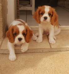 Superbes Chiots cavalier king charles